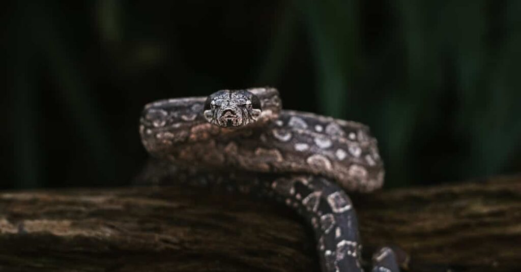 découvrez la chrysler viper