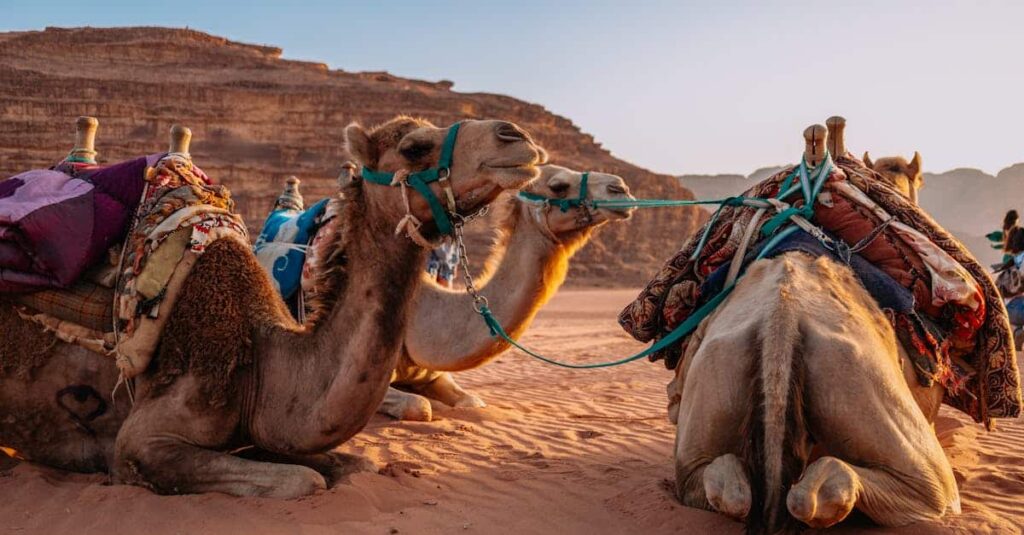 découvrez la dodge grand caravan